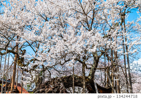 山梨 山高神代桜　 134244718