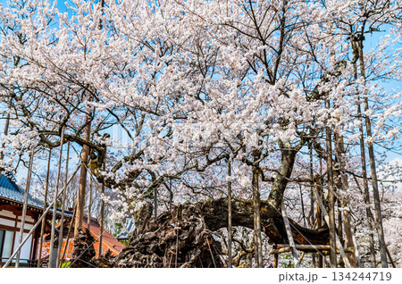 山梨 山高神代桜　 134244719