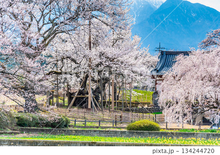 山梨 山高神代桜　 134244720