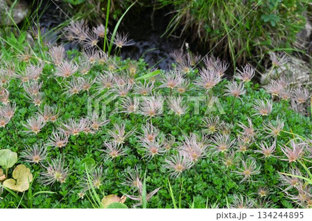 十和田八幡平国立公園の八幡沼で見た花後に放射状に広げた綿毛が綺麗なチングルマの群生 134244895