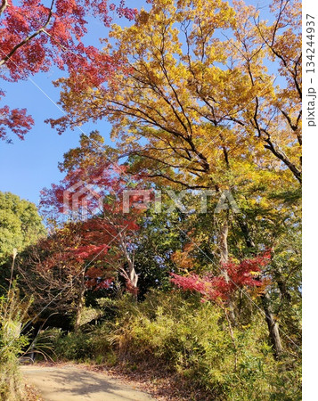 都会の中の古民家博物館、合掌造り 都会の中の古民家博物館、合掌造り 134244937