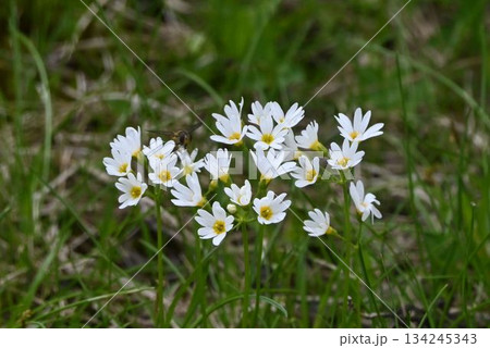 十和田八幡平国立公園の八幡沼で見た可憐に花を開く小さな白色の花の綺麗なヒナザクラの群生 十和田八幡平国立公園の八幡沼で見た可憐に花を開く小さな白色の花の綺麗なヒナザクラの群生 134245343