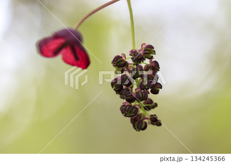 新緑の森に咲く紫のミツバアケビの花 134245366