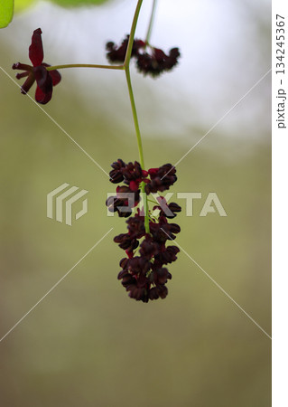 新緑の森に咲く紫のミツバアケビの花 134245367