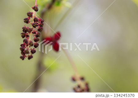 新緑の森に咲く紫のミツバアケビの花 134245370