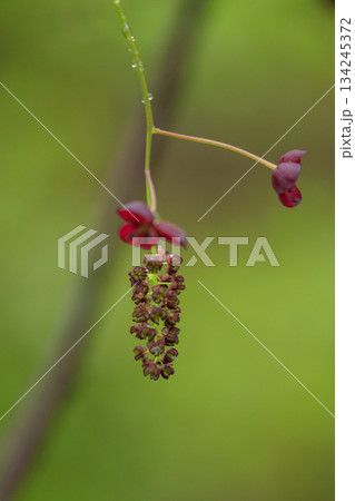 新緑の森に咲く紫のミツバアケビの花 134245372