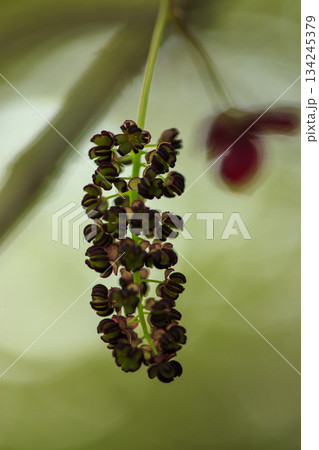 新緑の森に咲く紫のミツバアケビの花 134245379
