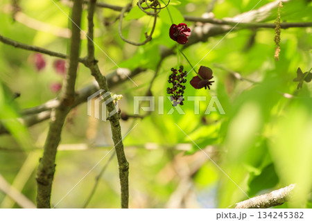 新緑の森に咲く紫のミツバアケビの花 134245382