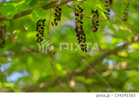 新緑の森に咲く紫のミツバアケビの花 134245383