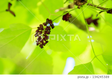 新緑の森に咲く紫のミツバアケビの花 134245389