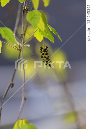 新緑の森に咲く紫のミツバアケビの花 134245393