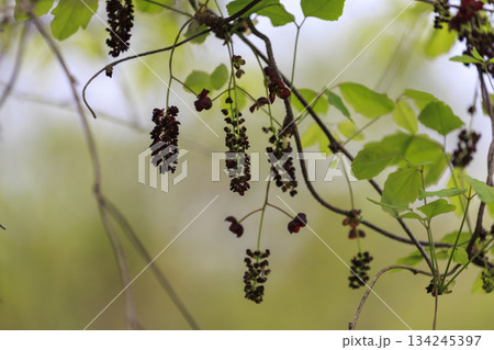 新緑の森に咲く紫のミツバアケビの花 134245397
