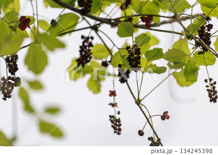 新緑の森に咲く紫のミツバアケビの花 134245398