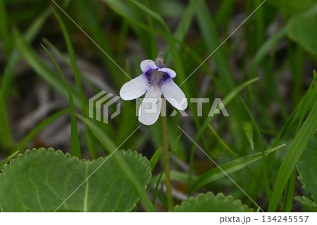 十和田八幡平国立公園の八幡沼で見た白色の花弁の中心部が紫色が綺麗な食虫植物のムシトリスミレ 十和田八幡平国立公園の八幡沼で見た白色の花弁の中心部が紫色が綺麗な食虫植物のムシトリスミレ 134245557