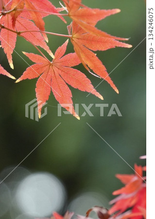 美しい紅葉 真っ赤なもみじ 美しい紅葉 真っ赤なもみじ 134246075