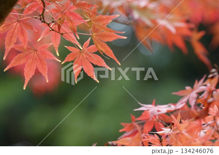 美しい紅葉 真っ赤なもみじ 美しい紅葉 真っ赤なもみじ 134246076