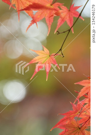 ゲラデーションがキレイな鮮やかな紅葉 ゲラデーションがキレイな鮮やかな紅葉 134246179