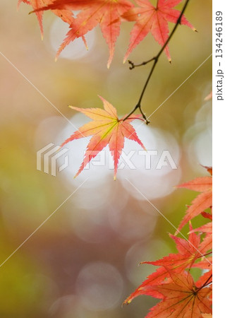 ゲラデーションがキレイな鮮やかな紅葉 ゲラデーションがキレイな鮮やかな紅葉 134246189