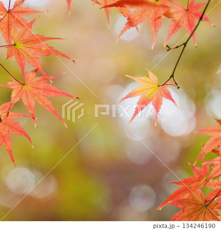 ゲラデーションがキレイな鮮やかな紅葉 ゲラデーションがキレイな鮮やかな紅葉 134246190