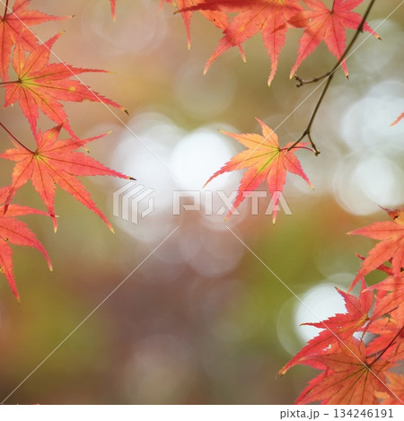 ゲラデーションがキレイな鮮やかな紅葉 134246191