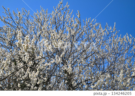 青空に咲き誇る満開の白梅 早春の訪れ 青空に咲き誇る満開の白梅 早春の訪れ 134246205