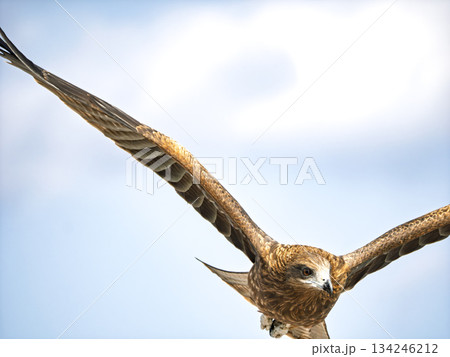 空中で獲物を狙う鳶の鋭い眼光 134246212