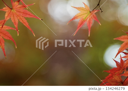 ゲラデーションがキレイな鮮やかな紅葉 ゲラデーションがキレイな鮮やかな紅葉 134246279