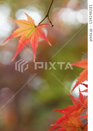 ゲラデーションがキレイな鮮やかな紅葉 134246281