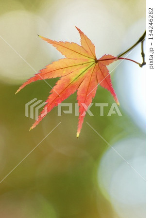 ゲラデーションがキレイな鮮やかな紅葉 134246282