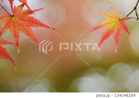 ゲラデーションがキレイな鮮やかな紅葉　淡い背景 134246284