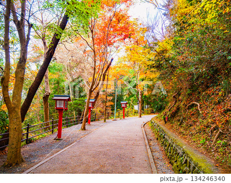 高尾山の紅葉と参道に並ぶ献灯 134246340