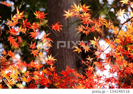 紅葉の背景素材 コピースペースのある秋の風景 紅葉の背景素材 コピースペースのある秋の風景 134246516