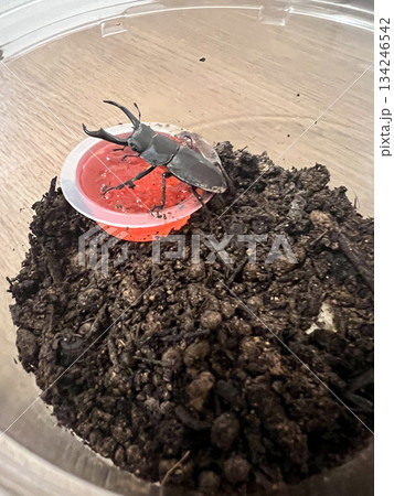 クワガタムシの飼育ケースと昆虫ゼリー・夏の観察写真 クワガタムシの飼育ケースと昆虫ゼリー・夏の観察写真 134246542