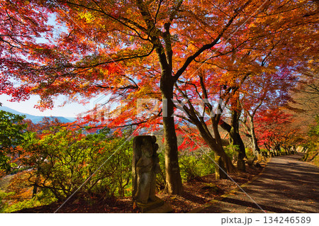 紅葉をむかえた西山公園のモミジ 134246589