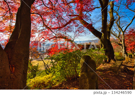 紅葉をむかえた西山公園のモミジ 紅葉をむかえた西山公園のモミジ 134246590