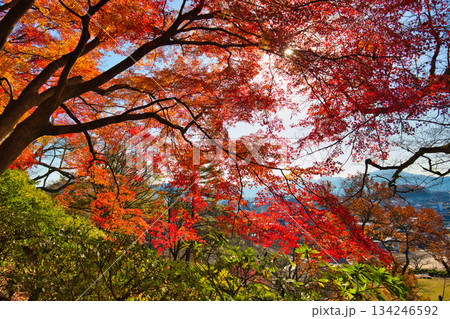 紅葉をむかえた西山公園のモミジ 紅葉をむかえた西山公園のモミジ 134246592