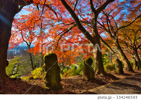 紅葉をむかえた西山公園のモミジ 134246593