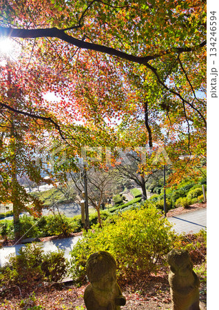 紅葉をむかえた西山公園のモミジ 134246594