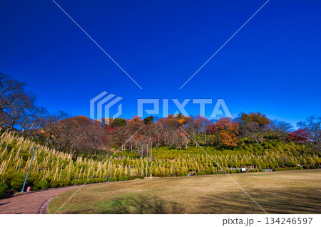 紅葉をむかえた西山公園のモミジ 紅葉をむかえた西山公園のモミジ 134246597