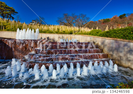 紅葉をむかえた西山公園のモミジ 紅葉をむかえた西山公園のモミジ 134246598