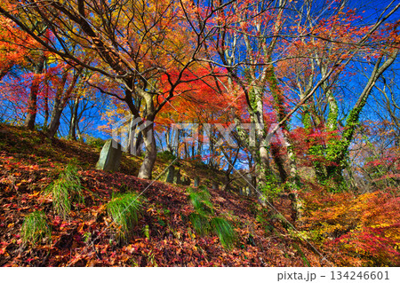 紅葉をむかえた西山公園のモミジ 134246601