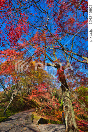 紅葉をむかえた西山公園のモミジ 134246603