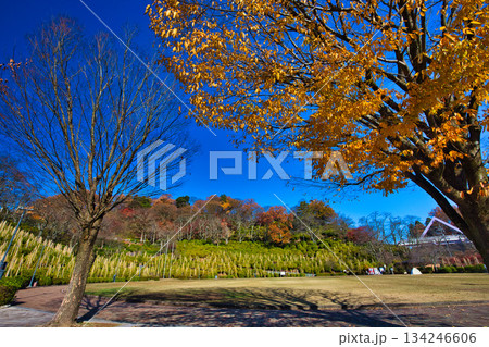 紅葉をむかえた西山公園のモミジ 紅葉をむかえた西山公園のモミジ 134246606