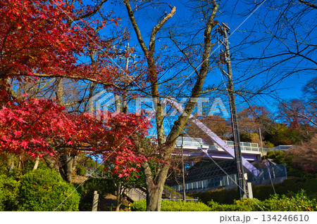 紅葉をむかえた西山公園のモミジ 紅葉をむかえた西山公園のモミジ 134246610