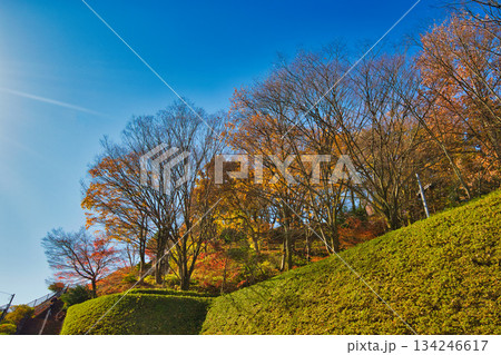 紅葉をむかえた西山公園のモミジ 134246617