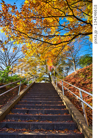 紅葉をむかえた西山公園のモミジ 紅葉をむかえた西山公園のモミジ 134246618