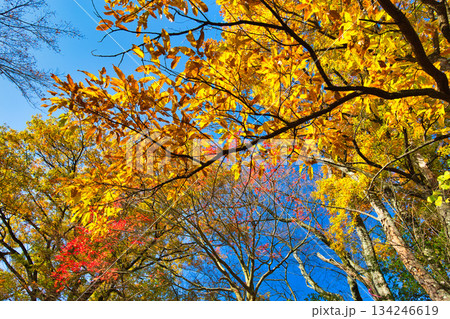 紅葉をむかえた西山公園のモミジ 134246619