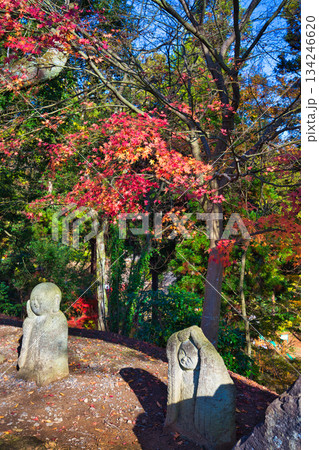 紅葉をむかえた西山公園のモミジ 134246620
