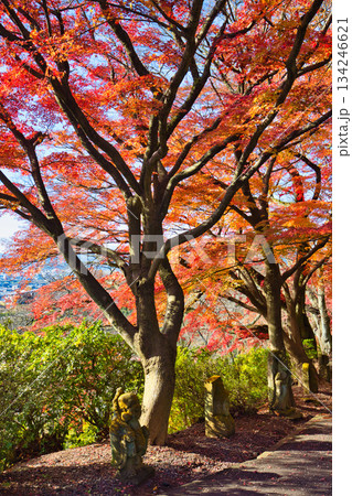 紅葉をむかえた西山公園のモミジ 紅葉をむかえた西山公園のモミジ 134246621