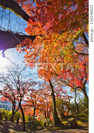 紅葉をむかえた西山公園のモミジ 134246622